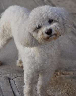 AJUTOR!!! PIERDUT CATEL BICHON FRISE!!!