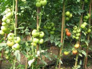 Vand seminte de tomate