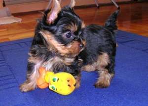 PUI YORKSHIRE TERRIER TOY 250 EURO