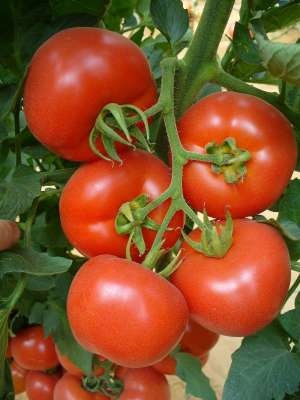 Vand seminte de tomate