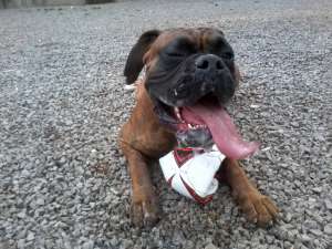 ofer boxer tigrat pt imperechere