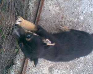 vand metis husky cu rottweiler