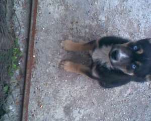vand metis husky cu rottweiler