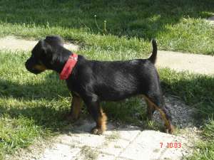 Vand pereche Jagd Terrier