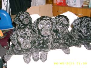 VAND PUI CANICHE