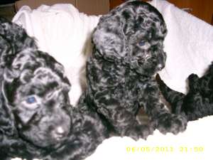 VAND PUI CANICHE