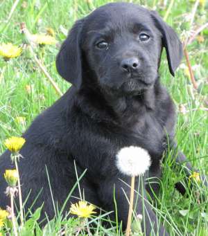De vanzare pui Labrador Retriever