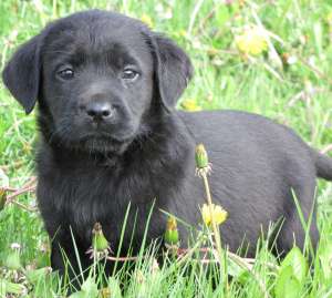De vanzare pui Labrador Retriever