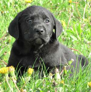 De vanzare pui Labrador Retriever