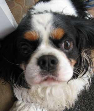 Cavalier King Charles Spaniel pentru vanzare
