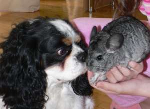 Cavalier King Charles Spaniel pentru vanzare
