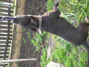 Vand amstaff