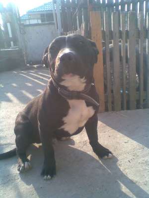 Vand amstaff
