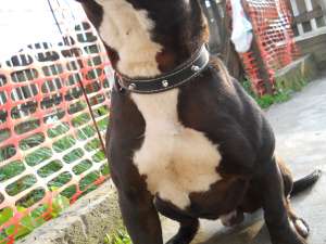 Vand amstaff