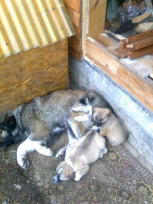 Vand pui de ciobanesc carpatin