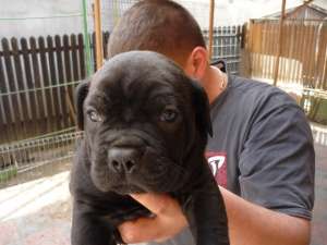 VAND CANE CORSO CU PEDIGREE