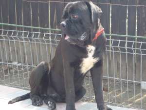 VAND CANE CORSO CU PEDIGREE
