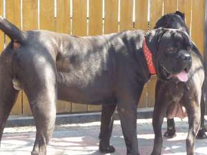 VAND CANE CORSO CU PEDIGREE