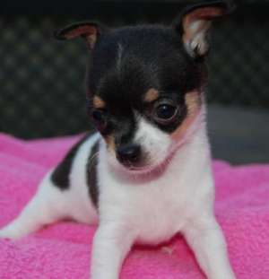 CHIHUAHUA