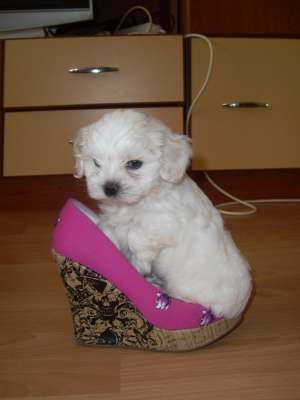 Vand pui Bichon maltese