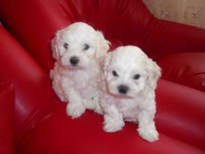 Vand pui Bichon maltese