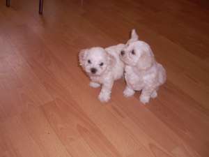 Vand pui Bichon maltese