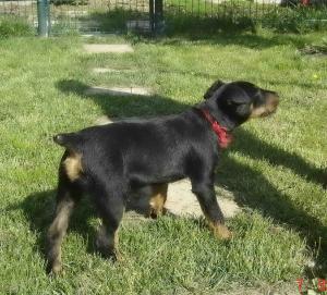 Vand pereche Jagd Terrier