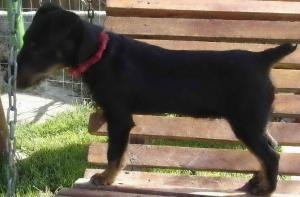 Vand pereche Jagd Terrier