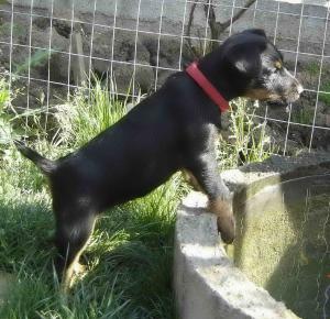 Vand pereche Jagd Terrier