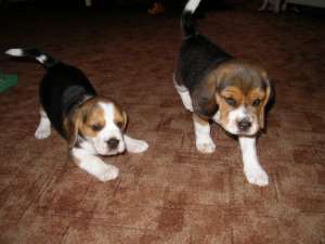 Vand beagle masuli si femele