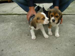 Vand beagle masuli si femele