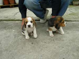 Vand beagle masuli si femele