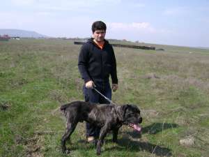 mascul cane corso