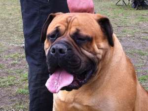 Vand BULLMASTIFF
