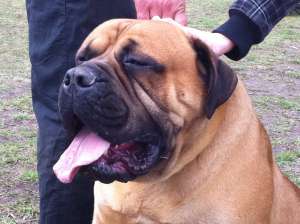 Vand BULLMASTIFF