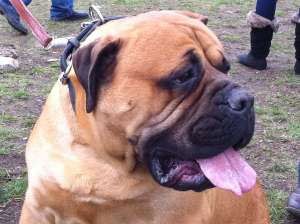 Vand BULLMASTIFF
