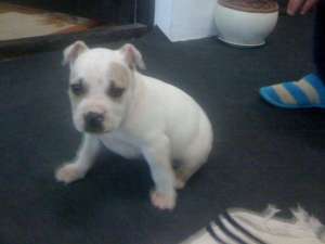 pui de amstaff de vanzare