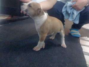 pui de amstaff de vanzare