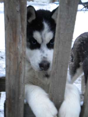 catei superbi husky 650 ron