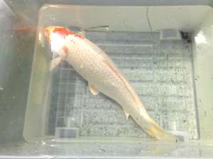 Crapi KOI