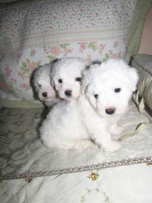 vand bichon frise