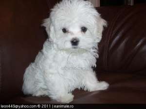 vand pui bichon maltese 700 ron