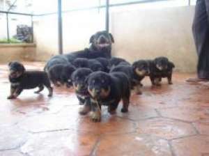 vand rottwailer
