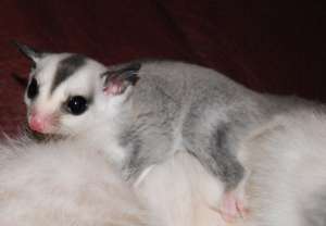 Animalele de companie exotice pentru adoptare