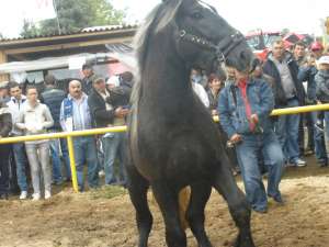 Manz percheron, sur