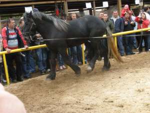 Manz percheron, sur