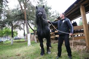 Armasar percheron de monta publica