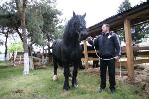 Armasar percheron de monta publica