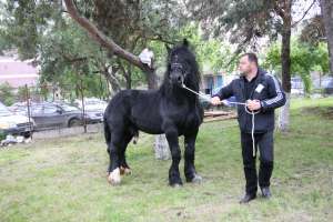 Armasar percheron de monta publica