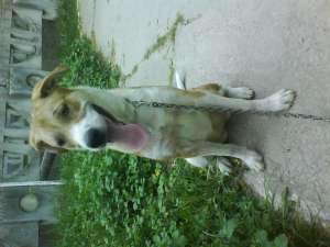 Donez catea LABRADOR
